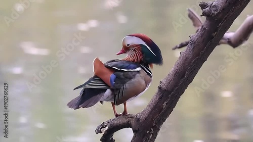 Close up Colorful Mandarin Duck (Male)