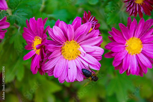 Honey bee collecting pollen from a pink Chrysanthemum flower in Ouled Attia, Algeria.