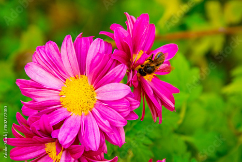 Honey bee collecting pollen from a pink Chrysanthemum flower in Ouled Attia, Algeria.