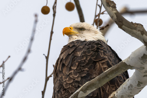 Fényképezés Closeup of a bald eagle perched in a tree.