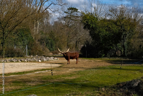 Majestic Ankole-Watusi Bull with Giant Horns in an Outdoor Zoo Enclosure, African Longhorn Cattle Standing in a Sunny Park Environment, Wildlife and Exotic Livestock Photography in Natural Light