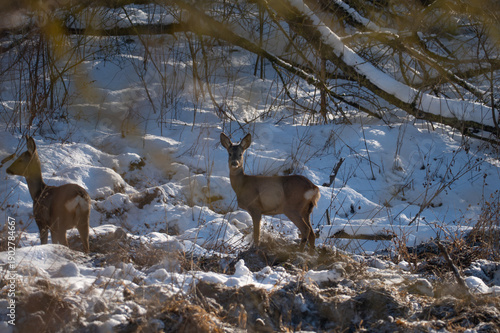 Wallpaper Mural Roe deer in the woods in winter, Poland Torontodigital.ca