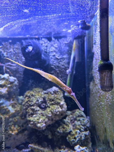 The alligator pipefish or double-ended pipefish (Syngnathoides biaculeatus)
