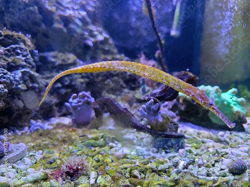 The alligator pipefish or double-ended pipefish (Syngnathoides biaculeatus)