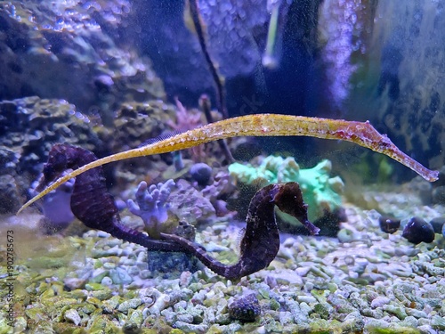 The alligator pipefish or double-ended pipefish (Syngnathoides biaculeatus)