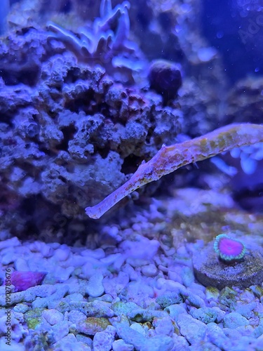 The alligator pipefish or double-ended pipefish (Syngnathoides biaculeatus)