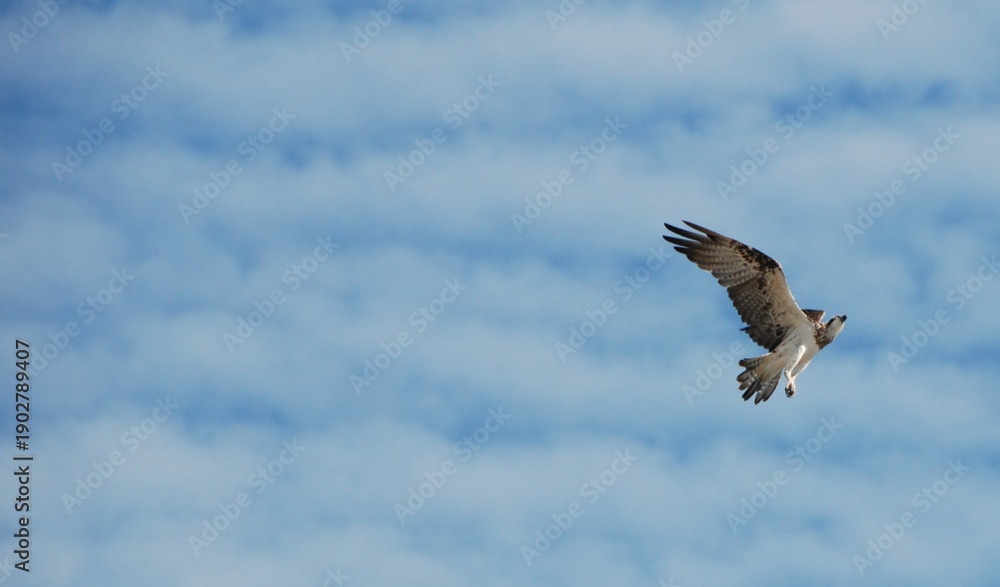 Obraz premium White-bellied sea eagle in flight
