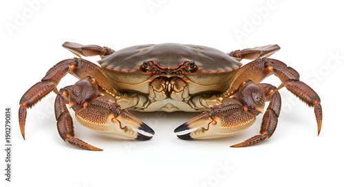 Sea crab front view isolated on white background, detailed shell and claws, seafood concept, marine life, ocean animal, and culinary ingredient.