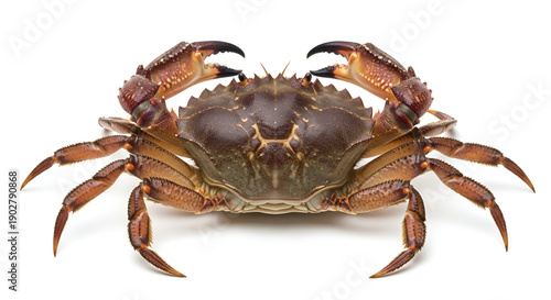 Sea crab front view isolated on white background, detailed shell and claws, seafood concept, marine life, ocean animal, and culinary ingredient.