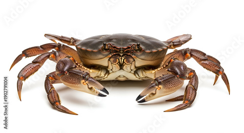 Sea crab front view isolated on white background, detailed shell and claws, seafood concept, marine life, ocean animal, and culinary ingredient.