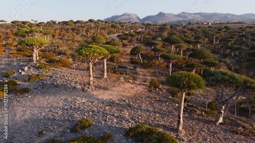 Late Afternoon Tranquility on Socotra Island, Yemen, Featuring Unique Dragon Trees and Rocky Terrain