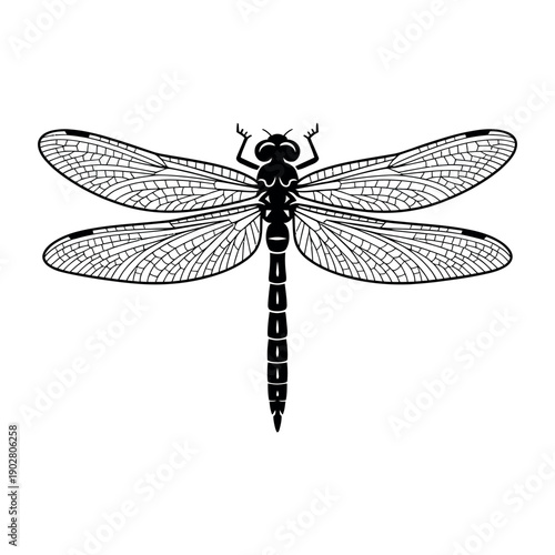 A detailed black and white illustration of a dragonfly with spread wings on a plain background