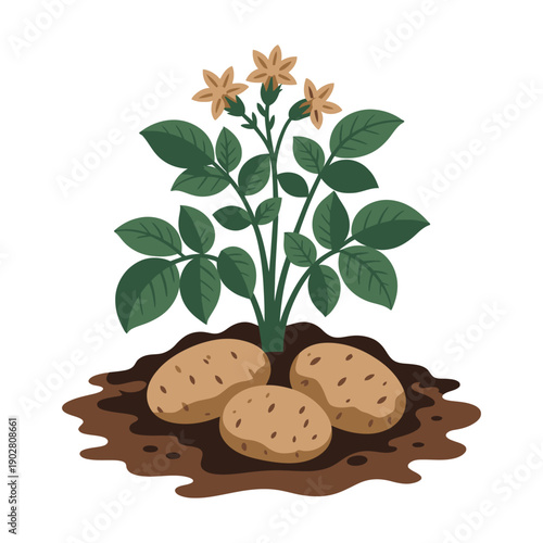 An illustration of a potato plant with green leaves and yellow flowers growing out of the soil with three potatoes.