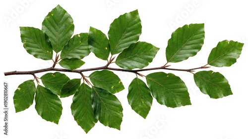 Wallpaper Mural Fresh green leaves on a woody branch segment of a European beech tree Torontodigital.ca