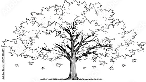 Graphic illustration of a large deciduous tree shedding autumn leaves, hand-drawn black and white nature art