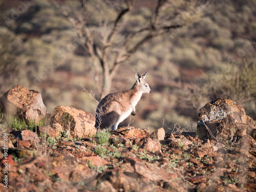 Foto A small wallaby amongst rocks in outback Australia