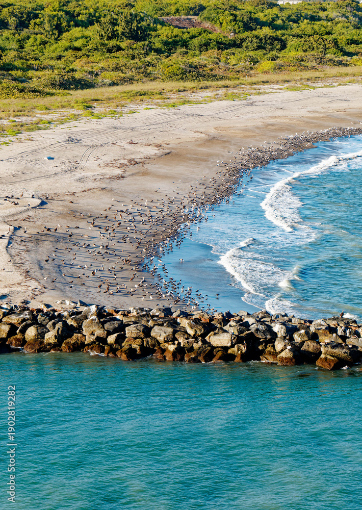 Fototapeta premium Shorebirds on Jetty Park Beach