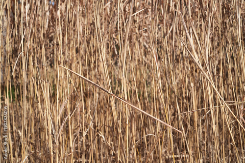 枯れたススキ