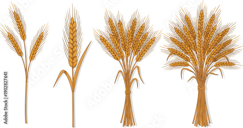 Illustration of wheat stalks in various stages of growth from different viewpoints