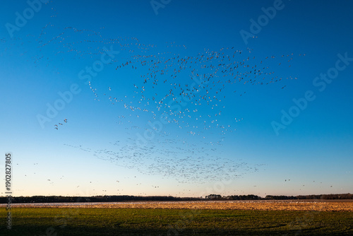 Obraz na plátne Wide Angle View of Huge Flock of Snow Geese Migrating over Corn Fields