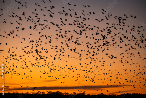 Huge Flock of Migrating Birds Snow Geese Silhouetted Against Sunset Sky