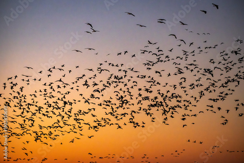 Huge Flock of Migrating Birds Snow Geese Silhouetted Against Sunset Sky