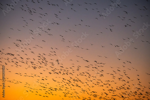 Huge Flock of Migrating Birds Snow Geese Silhouetted Against Sunset Sky