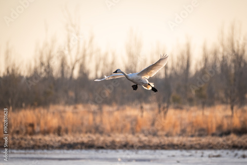 Single Tundra Swan in Flight Landing on Lake