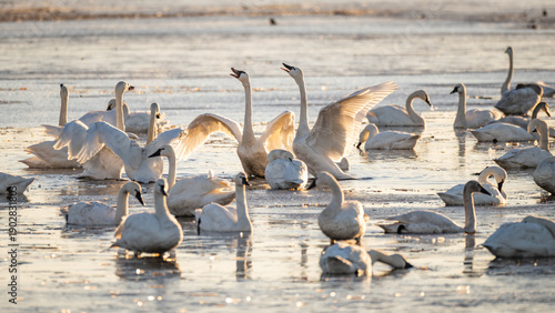 Tundra Swans on Lake during Sunrise with Backlight Wings Flapping