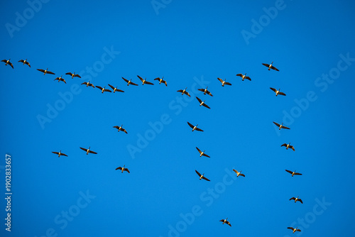 Flock of Canadian Geese flying in loose formation against Blue Sky