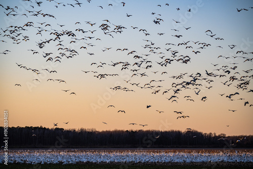 Huge Flock of Snow Geese Migrating over Corn Fields at Sunset