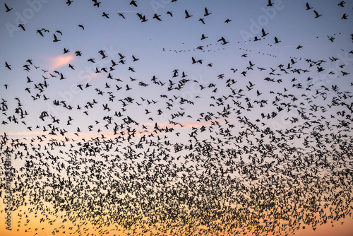 Flock of Migrating Bird Snow Geese at Sunset