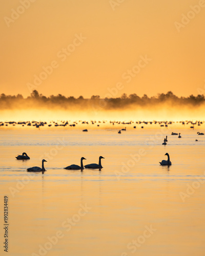 Silhouetted Tundra Swans Swimming on Lake in Early Morning Warm Sunrise with Fog