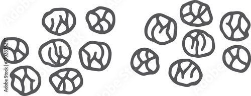 Brussels sprout doodle. Black pepper spice drawing