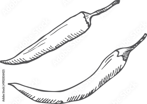 Chili pepper sketch. Hot spicy vegetable sketch