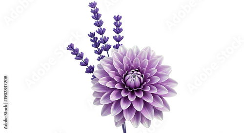 Purple Dahlia and Lavender