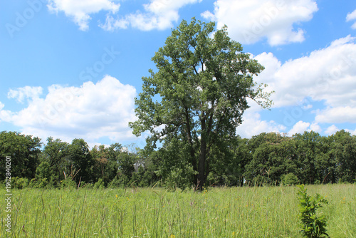 Single eastern cottonwood tree with an oak sapling in front at Somme Prairie Nature Preserve in Northbrook, Illinois