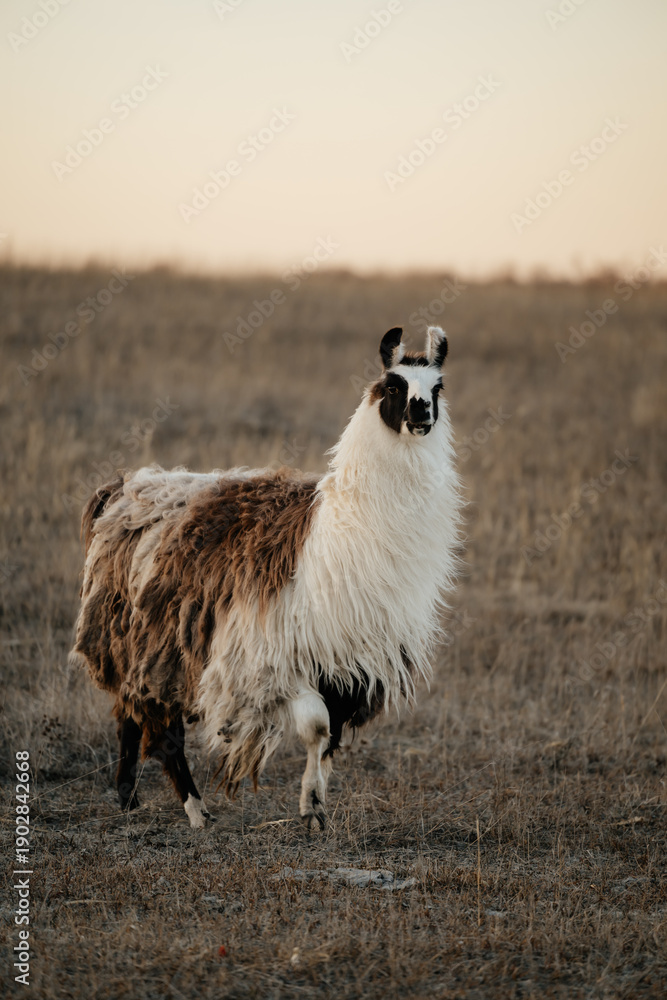 Naklejka premium llama in a field in rural kansas
