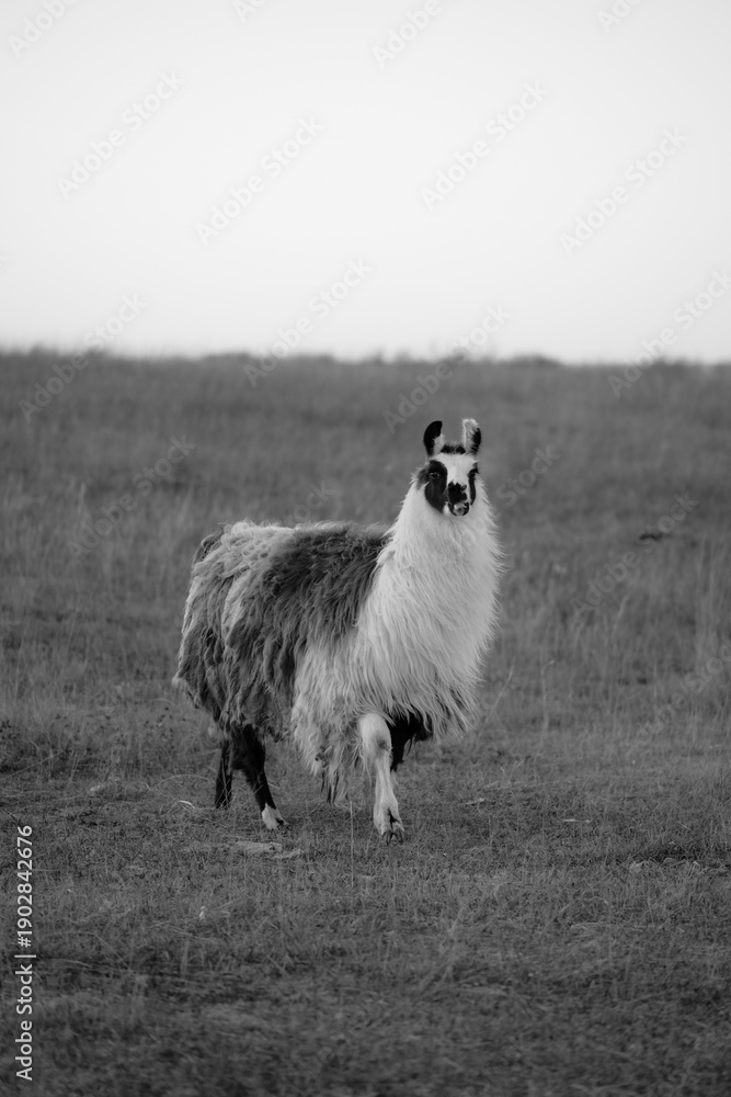 Naklejka premium llama in a field in rural kansas