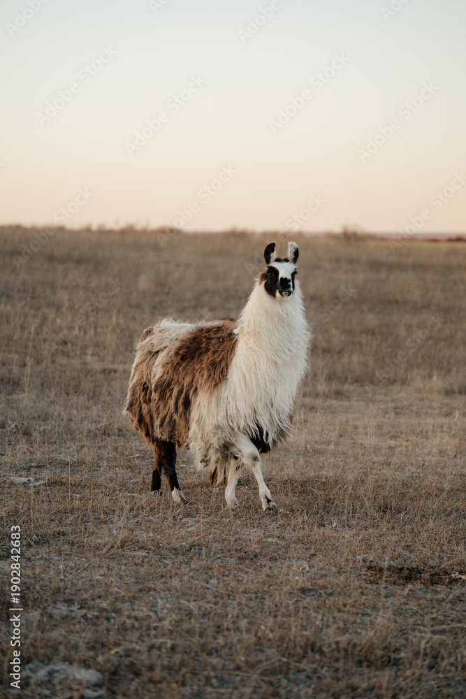 Obraz premium llama in a field in rural kansas