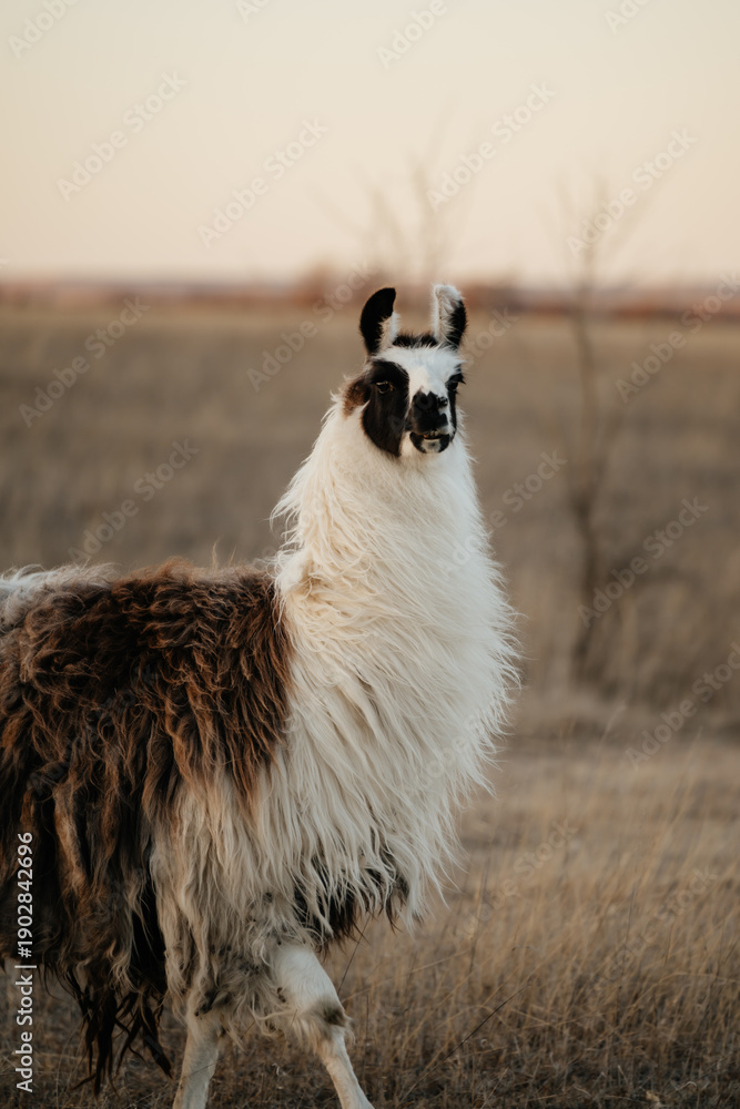Naklejka premium llama in a field in rural kansas