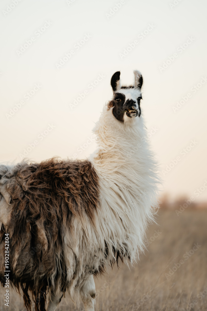 Naklejka premium llama in a field in rural kansas