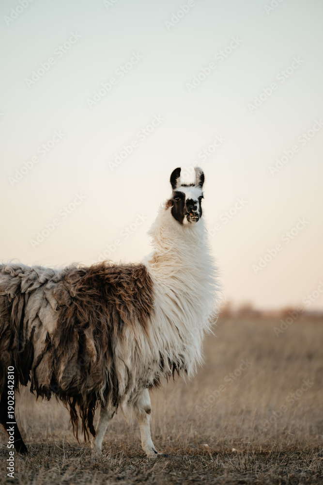 Naklejka premium llama in a field in rural kansas
