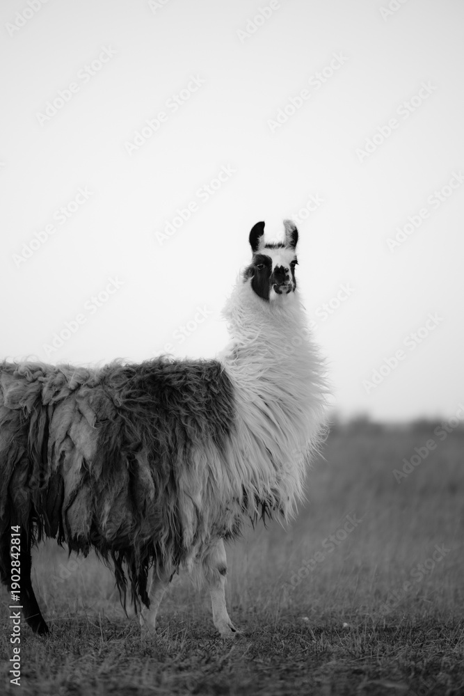 Naklejka premium llama in a field in rural kansas