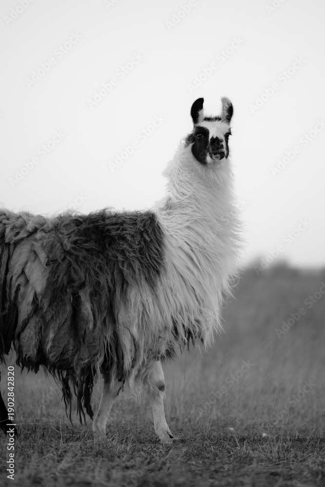 Naklejka premium llama in a field in rural kansas