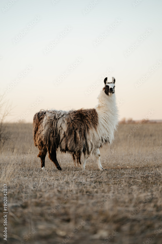 Naklejka premium llama in a field in rural kansas