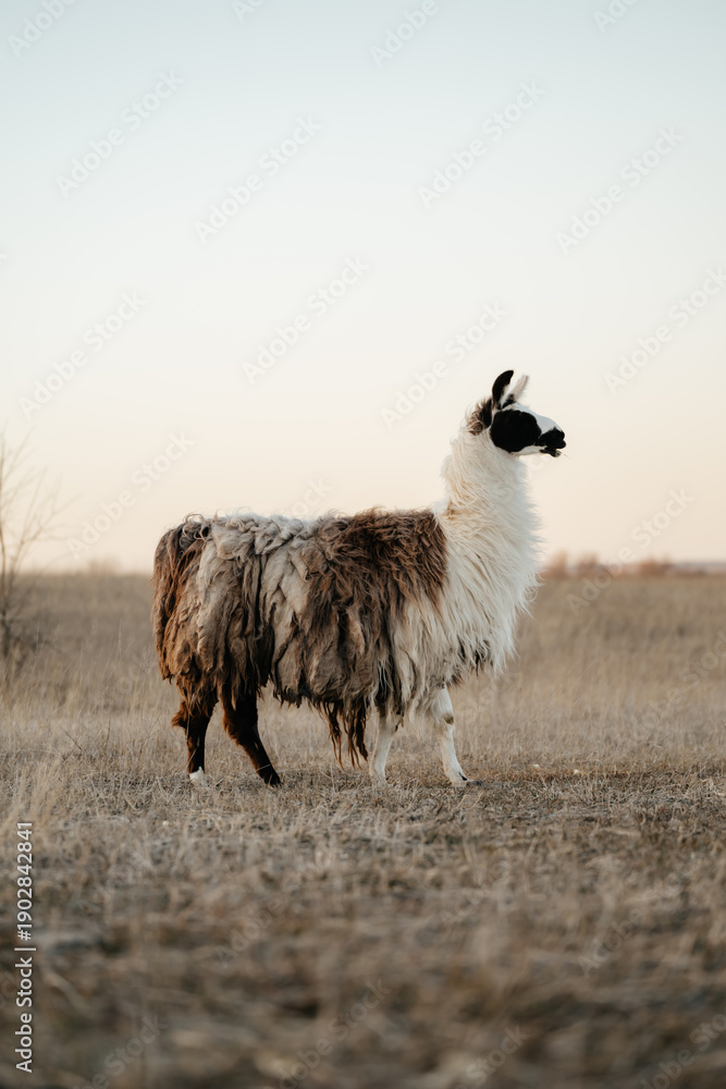 Naklejka premium llama in a field in rural kansas