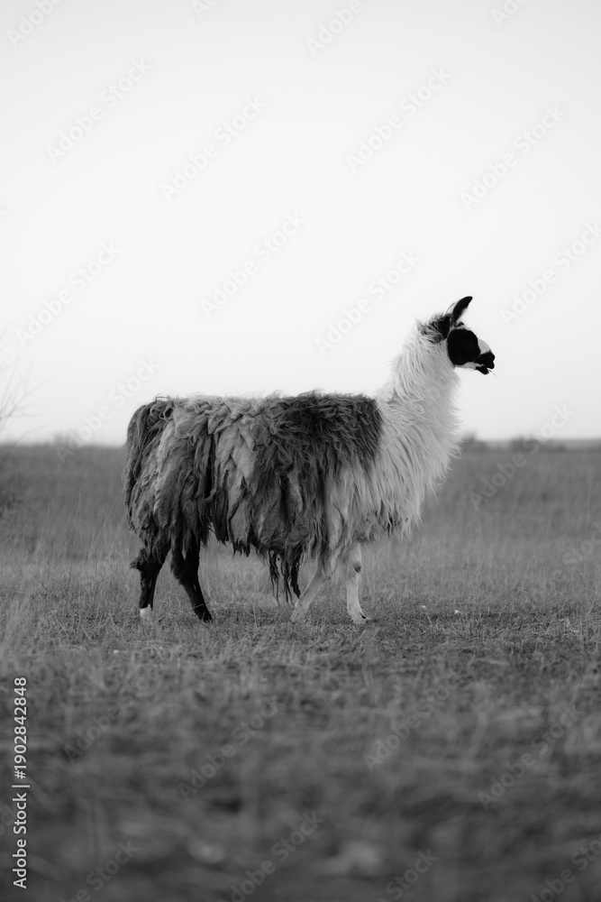 Naklejka premium llama in a field in rural kansas