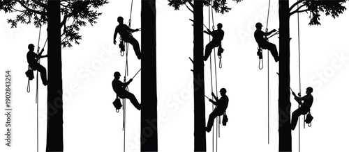 Silhouette tree climbers using ropes on tall forest trunks, arborist workers training, outdoor adventure and safety concept, isolated figures on white background illustration