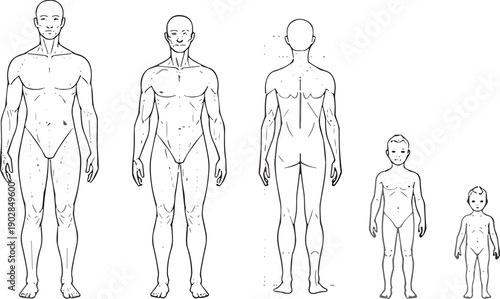 Human anatomy growth stages male female child toddler adult muscular development silhouette illustration healthcare medical education design reference flat vector